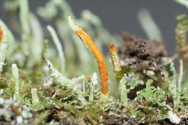 Cladonia coniocraea