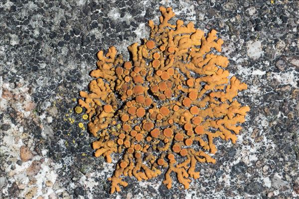 Xanthoria elegans