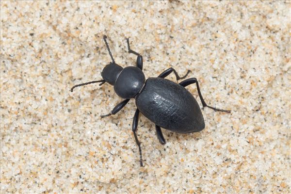 Tentyria interrupta