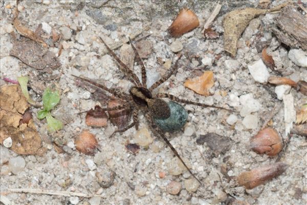 Pardosa lugubris
