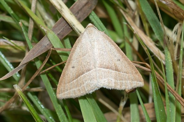 Petrophora chlorosata