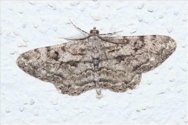 Peribatodes rhomboidaria ichnusaria