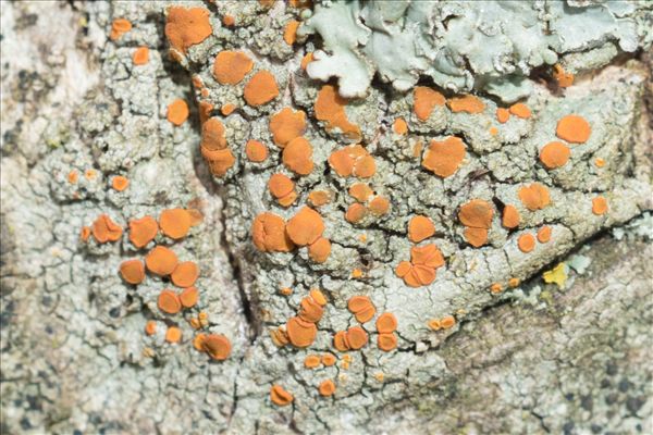 Blastenia ferruginea