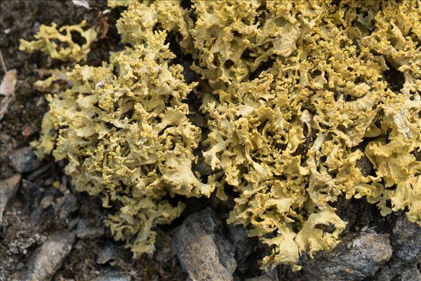 Vulpicida juniperinus