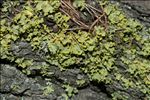 Vulpicida pinastri