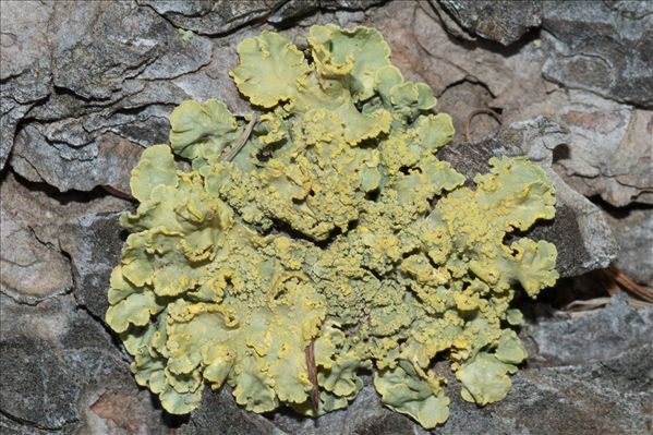 Vulpicida pinastri