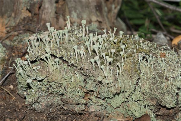 Cladonia fimbriata
