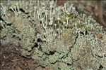 Cladonia fimbriata