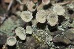 Cladonia fimbriata