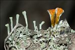 Cladonia fimbriata