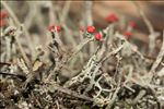 Cladonia macilenta
