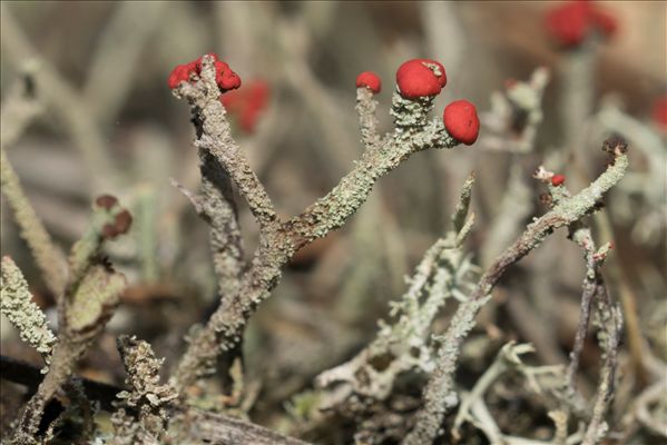 Cladonia macilenta