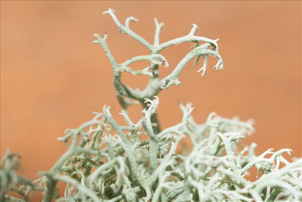 Cladonia portentosa