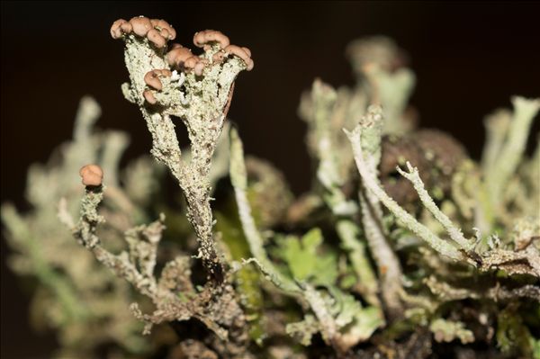 Cladonia ramulosa