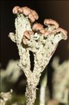Cladonia ramulosa