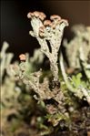Cladonia ramulosa