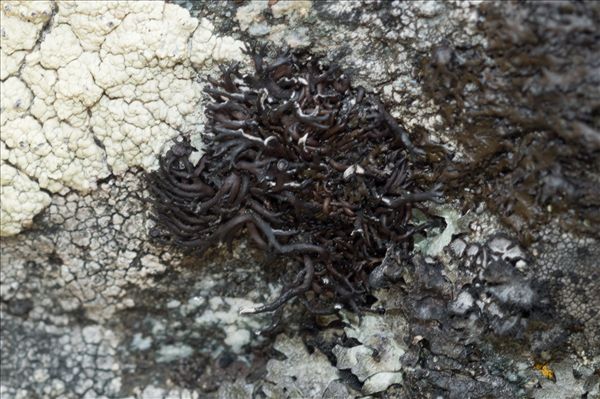 Cornicularia normoerica