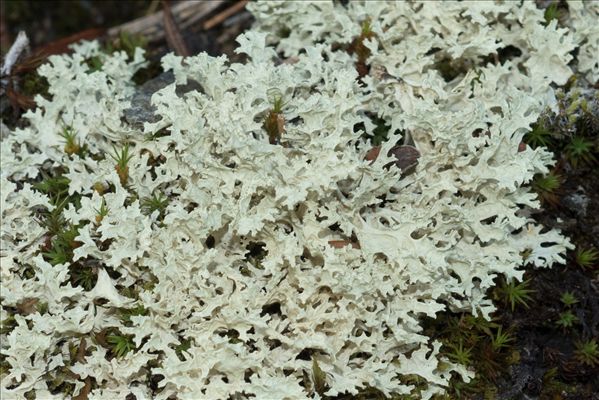 Nephromopsis nivalis