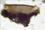 Fuscidea lightfootii