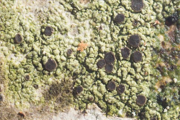 Fuscidea lightfootii