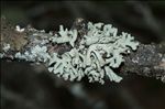 Hypogymnia tubulosa