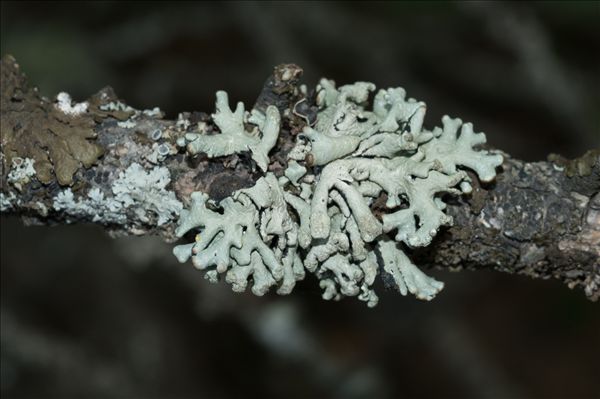 Hypogymnia tubulosa