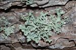 Hypogymnia tubulosa
