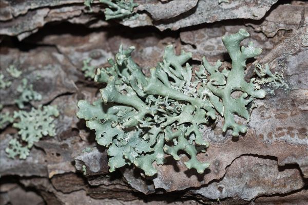 Hypogymnia tubulosa