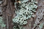 Hypogymnia tubulosa