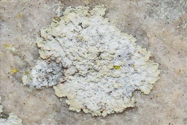 Lepraria membranacea