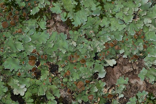 Ricasolia virens