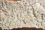 Ochrolechia arborea