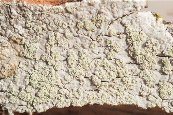 Ochrolechia arborea