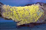 Ochrolechia arborea