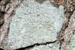 Ochrolechia arborea