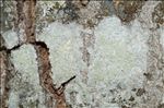 Ochrolechia arborea