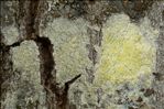Ochrolechia arborea