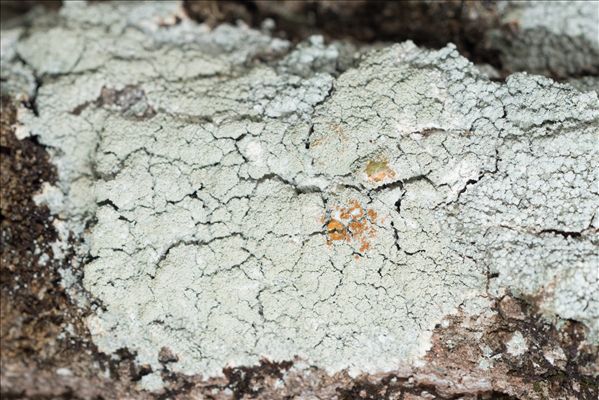 Ochrolechia subviridis