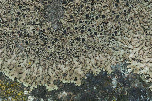 Phaeophyscia endococcina