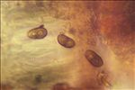 Physcia clementei