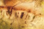 Physcia clementei