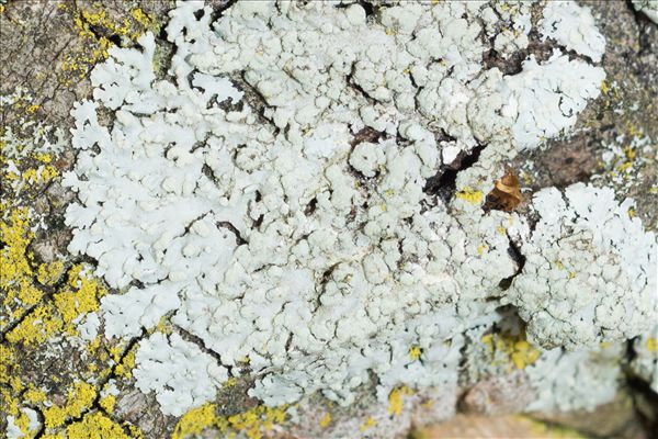 Physcia tribacioides