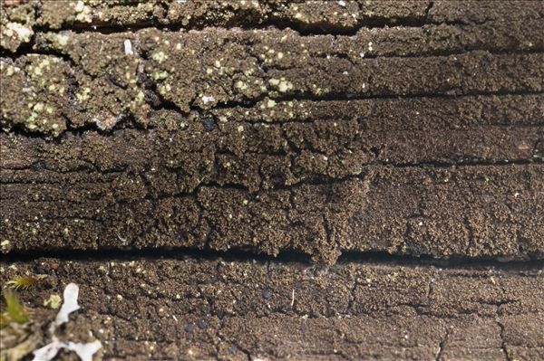 Placynthiella icmalea