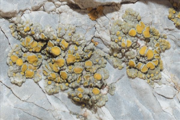 Rhizoplaca chrysoleuca