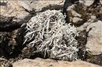 Thamnolia vermicularis