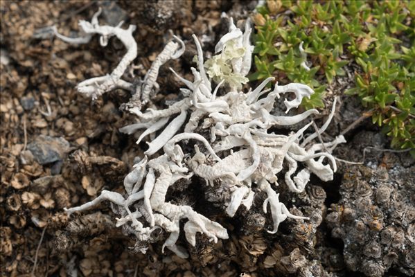 Thamnolia vermicularis