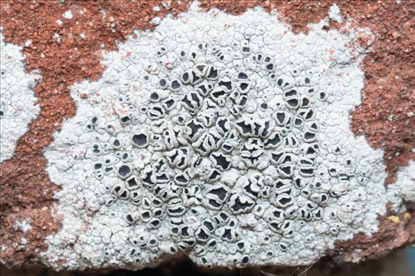 Tephromela atra var. atra