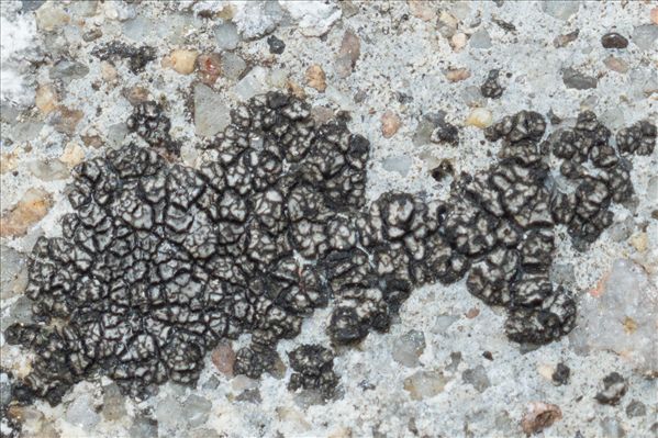 Placopyrenium fuscellum