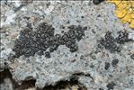 Placopyrenium fuscellum