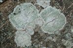 Lepra albescens